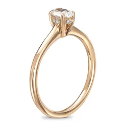 Ring Gult gull